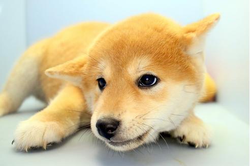 成約済の静岡県の柴犬-113598の1枚目