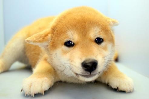 成約済の静岡県の柴犬-113598の5枚目