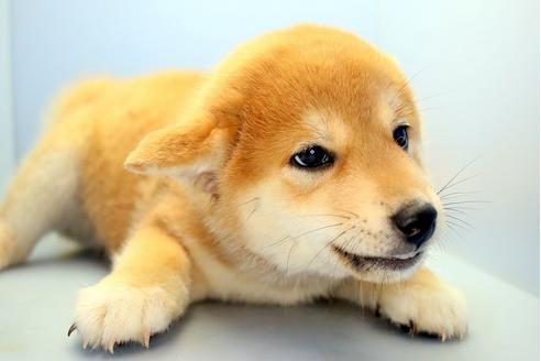 成約済の静岡県の柴犬-113598の4枚目