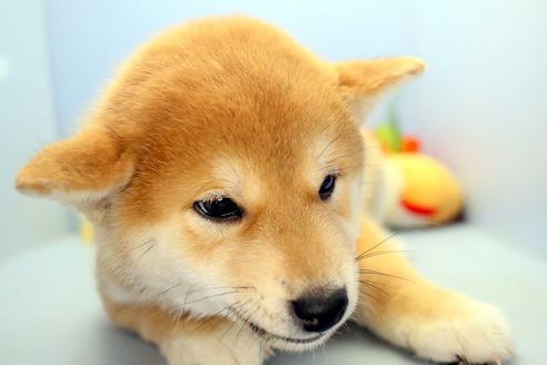 成約済の静岡県の柴犬-113598の3枚目