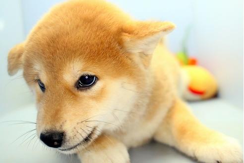 成約済の静岡県の柴犬-113598の2枚目