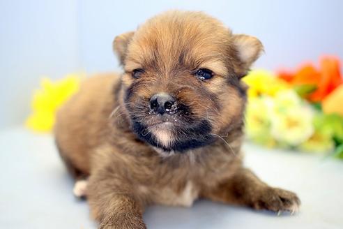 成約済の静岡県のポメラニアン-116242の5枚目
