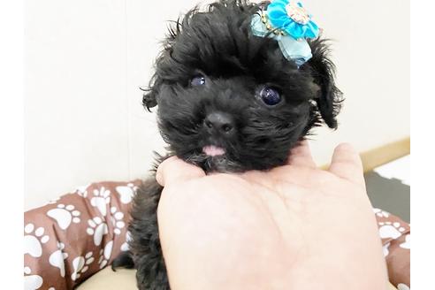 成約済の秋田県のミックス犬-114912の1枚目