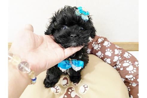 成約済の秋田県のミックス犬-114912の4枚目