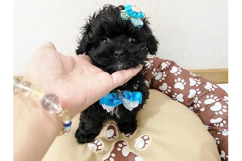 成約済の秋田県のミックス犬-114912の3枚目