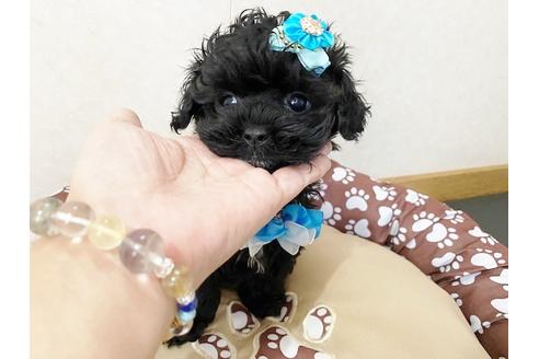 成約済の秋田県のミックス犬-114912の2枚目