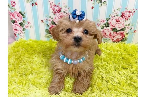 成約済の秋田県のマルプー:マルチーズ×トイプードル-113484の1枚目