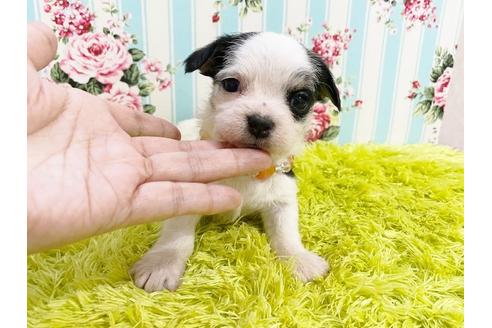 成約済の秋田県のチワマル:チワワ×マルチーズ-116262の1枚目