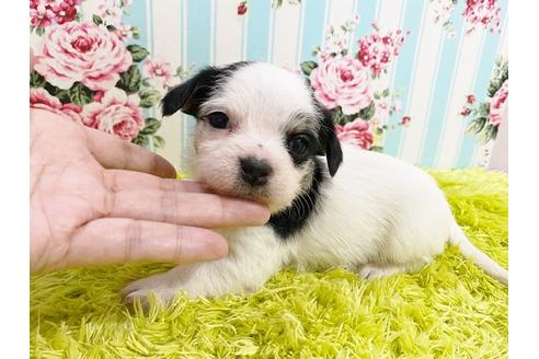 成約済の秋田県のチワマル:チワワ×マルチーズ-116262の3枚目