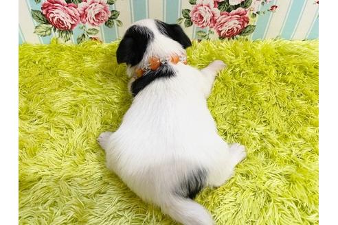 成約済の秋田県のチワマル:チワワ×マルチーズ-116262の2枚目