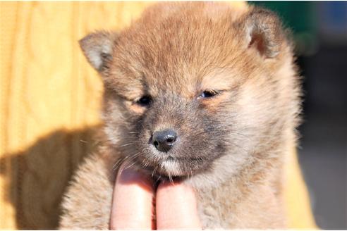 成約済の埼玉県の柴犬-116292の7枚目