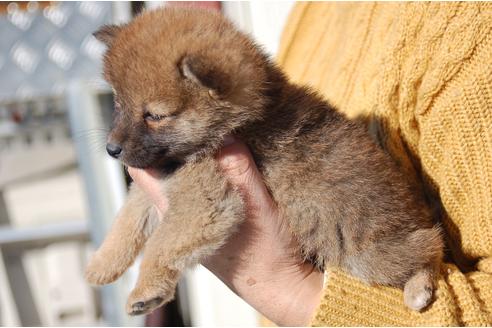 成約済の埼玉県の柴犬-116292の6枚目