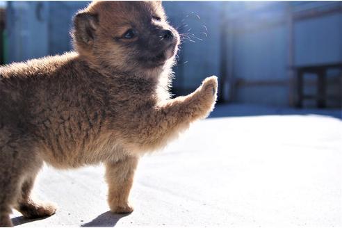 成約済の埼玉県の柴犬-116292の4枚目