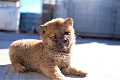 成約済の埼玉県の柴犬-116292の2枚目