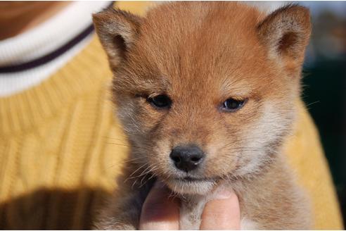 成約済の埼玉県の柴犬-116293の6枚目
