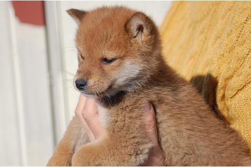 成約済の埼玉県の柴犬-116293の4枚目