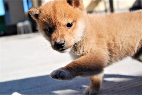 成約済の埼玉県の柴犬-116293の2枚目
