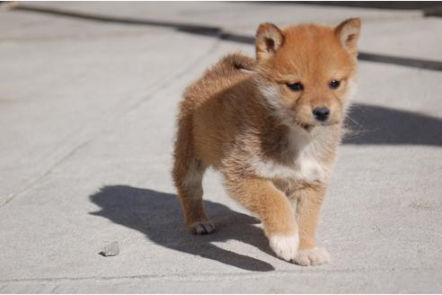成約済の埼玉県の柴犬-116293の1枚目