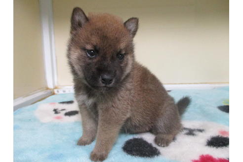 成約済の岡山県の柴犬-116296の1枚目