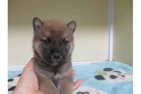 成約済の岡山県の柴犬-116296の5枚目