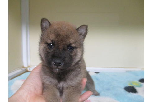 成約済の岡山県の柴犬-116296の4枚目