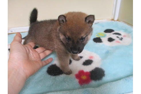 成約済の岡山県の柴犬-116296の3枚目