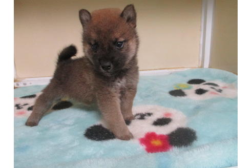 成約済の岡山県の柴犬-116296の2枚目