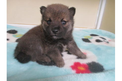 成約済の岡山県の柴犬-116297の14枚目