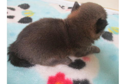 成約済の岡山県の柴犬-116297の13枚目