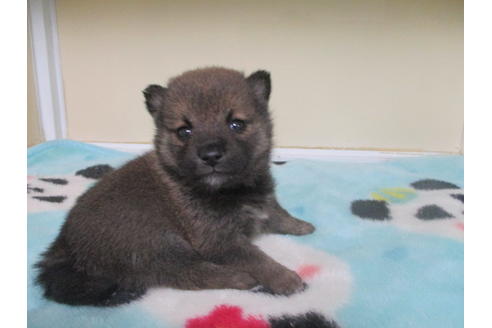 成約済の岡山県の柴犬-116297の12枚目