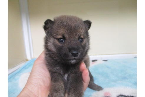 成約済の岡山県の柴犬-116297の11枚目