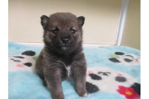 成約済の岡山県の柴犬-116297の10枚目