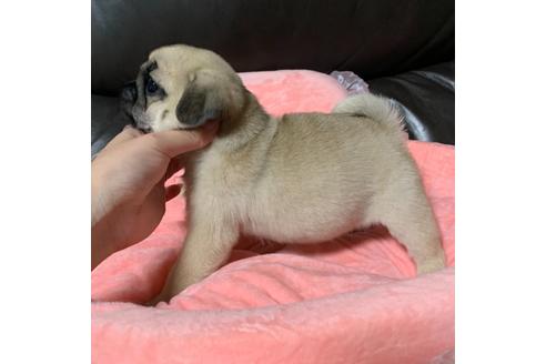 成約済の香川県のパグ-116339の2枚目