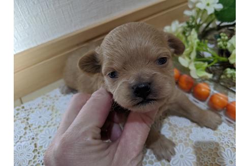 成約済の広島県のチワプー:チワワ×トイプードル-115086の18枚目