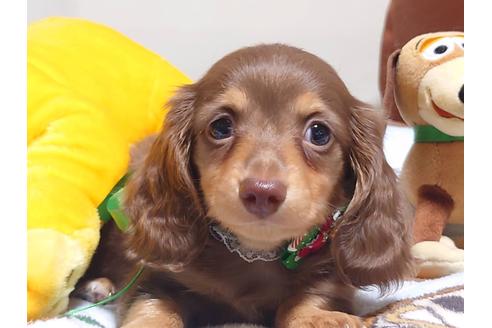 子犬
