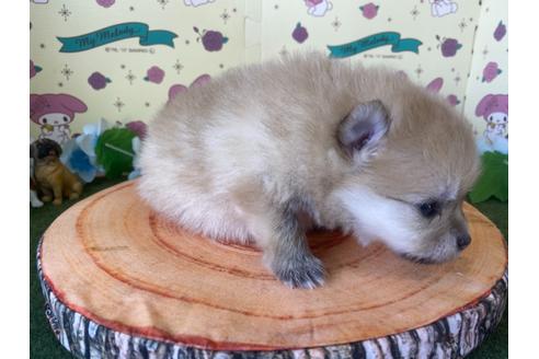 成約済の栃木県のポメラニアン-115477の4枚目