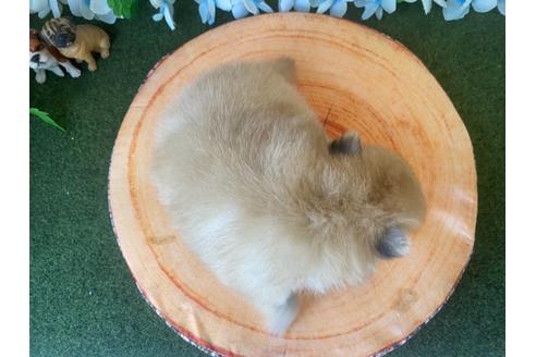 成約済の栃木県のポメラニアン-115477の3枚目