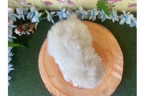 成約済の栃木県のポメラニアン-115470の2枚目