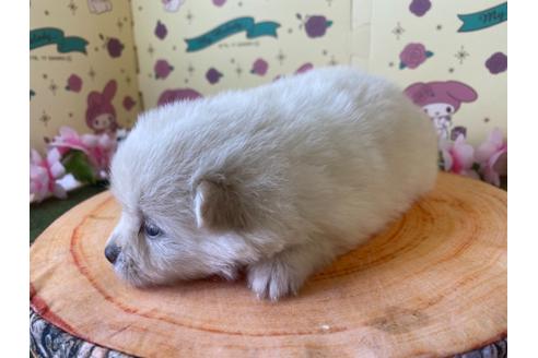 成約済の栃木県のポメラニアン-115472の4枚目