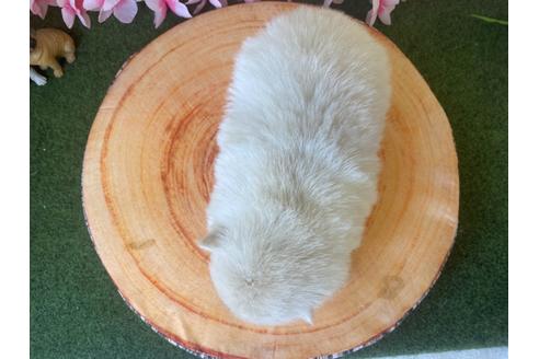 成約済の栃木県のポメラニアン-115472の2枚目