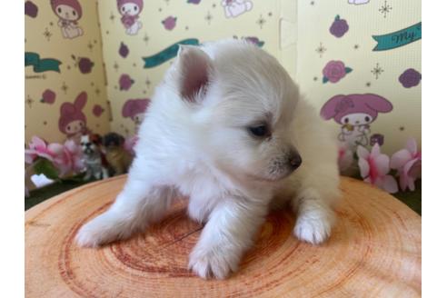 成約済の栃木県のポメラニアン-115475の5枚目