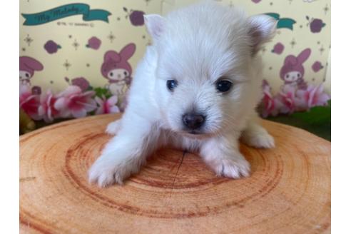 成約済の栃木県のポメラニアン-115475の3枚目