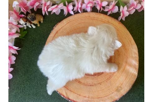 成約済の栃木県のポメラニアン-115475の2枚目