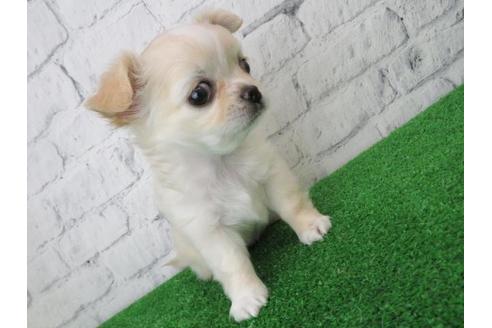 成約済の大阪府のチワワ(ロングコート)-116391の6枚目