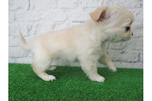 成約済の大阪府のチワワ(ロングコート)-116391の5枚目