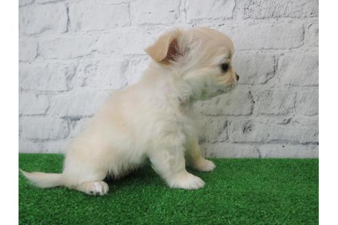 成約済の大阪府のチワワ(ロングコート)-116391の2枚目