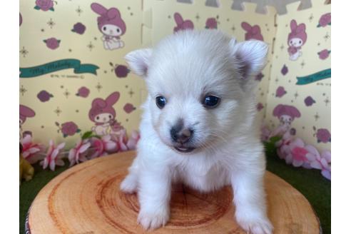 成約済の栃木県のポメラニアン-115476の1枚目