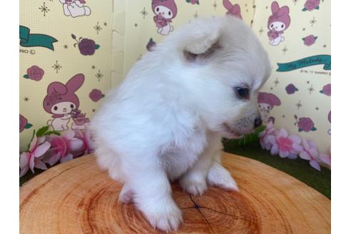 成約済の栃木県のポメラニアン-115476の4枚目