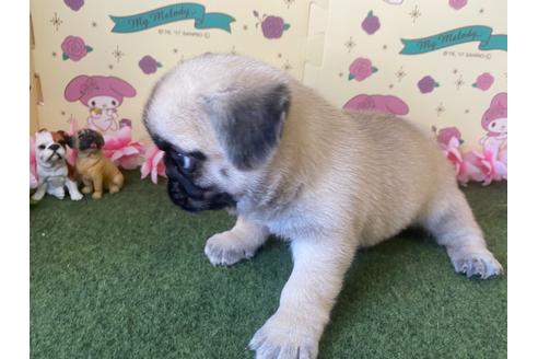 成約済の栃木県のミックス犬-113519の5枚目
