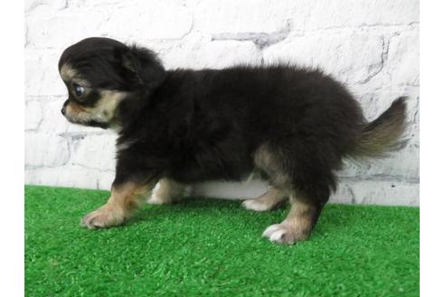 成約済の大阪府のチワワ(ロングコート)-116392の3枚目